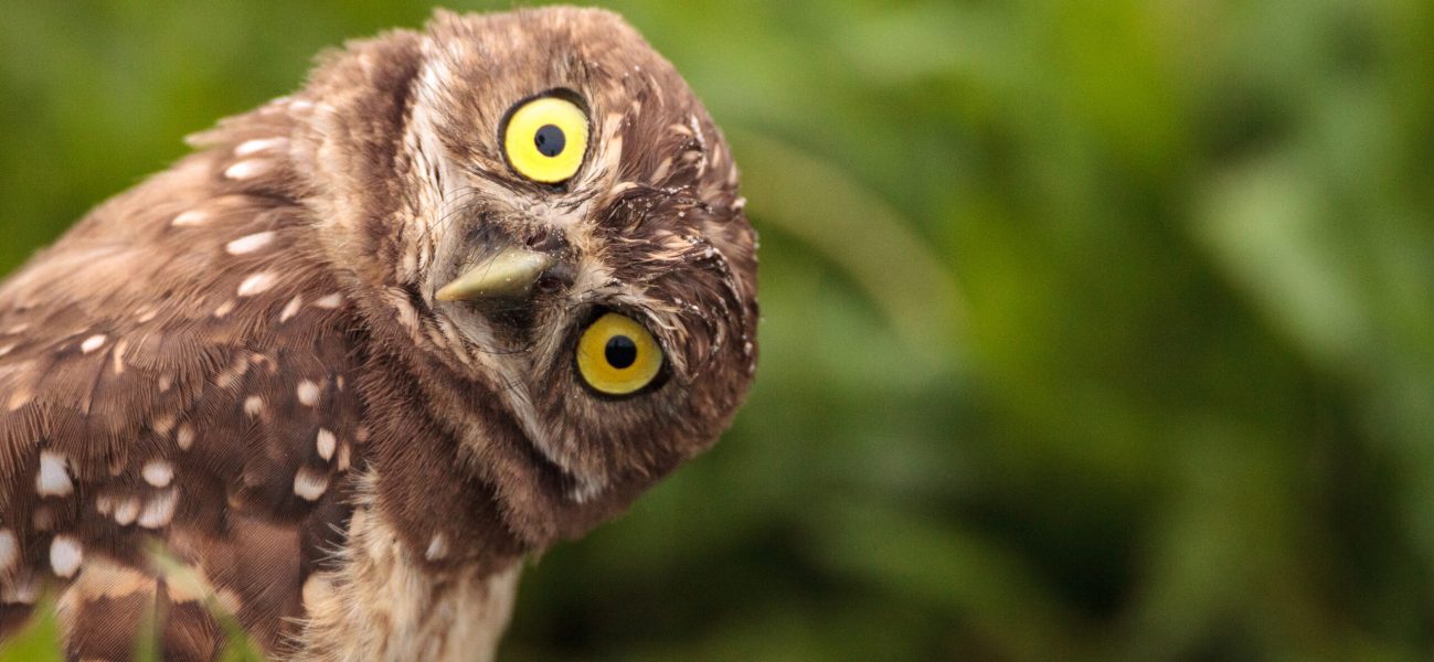 Funny Burrowing owl Athene cunicularia tilts its head outside its burrow on Marco Island, Florida